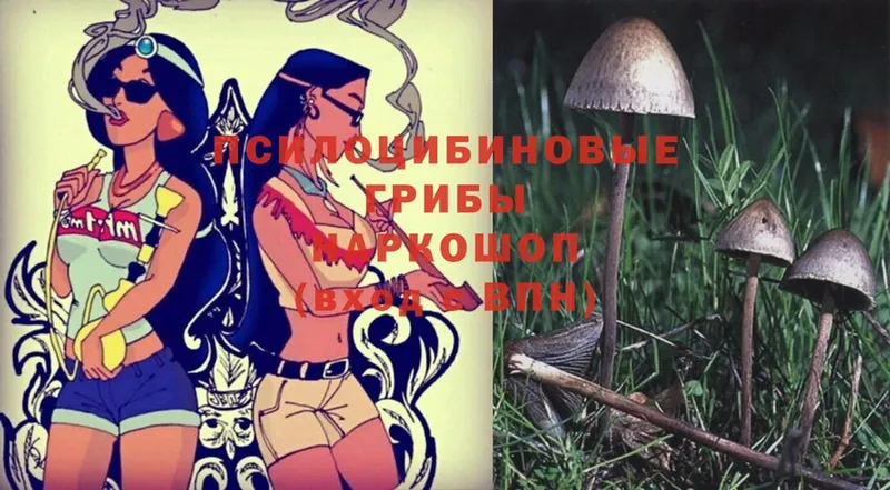 купить наркотики сайты  Бобров  Галлюциногенные грибы Cubensis 